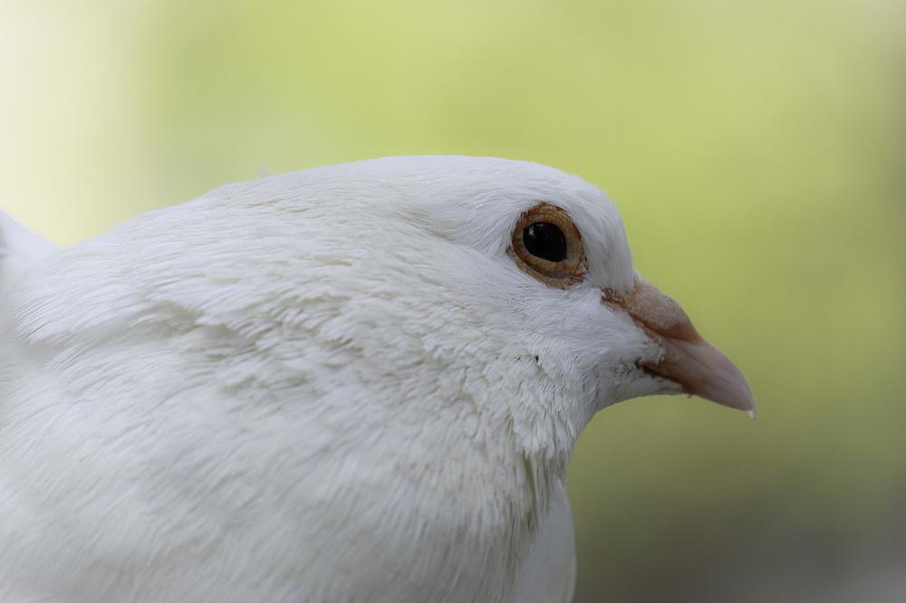 What Does a White Dove Dream Mean?
