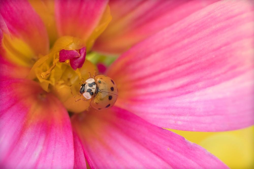 What to Do if You Keep Seeing Ladybugs