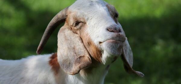 What Is the Spiritual Meaning of a Goat