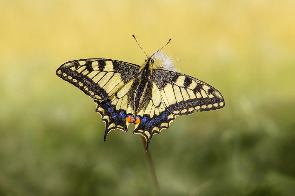 spiritual-meaning-of-saving-a-butterfly-detailed-symbolism