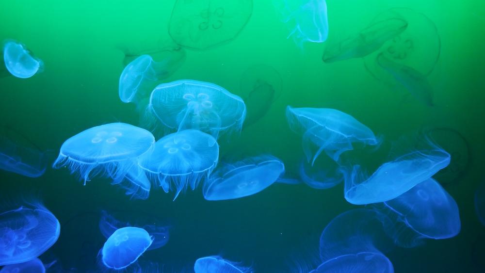 Jellyfish Mythology and Folklore