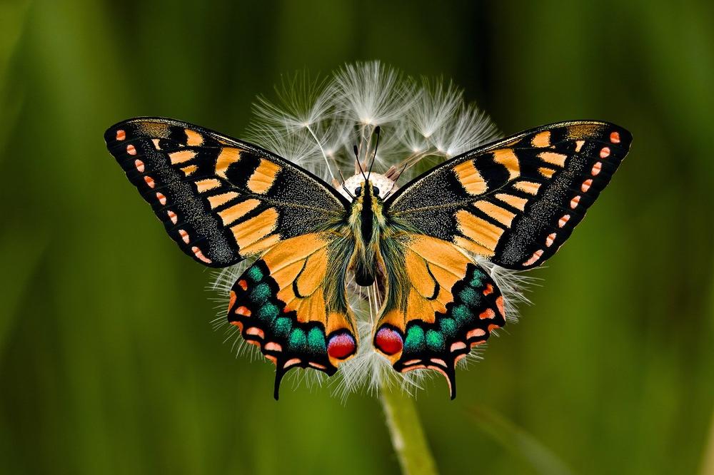 Swallowtail Butterfly in Dreams