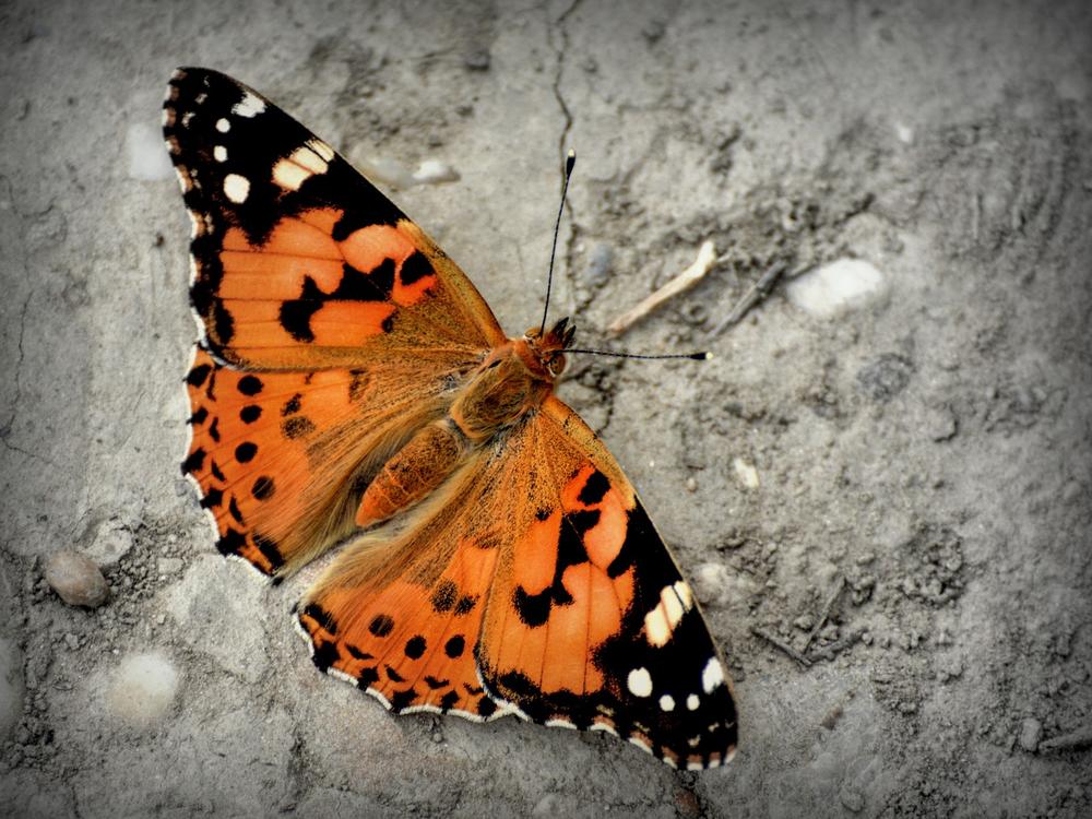 The Spiritual Connection Between Humans and the Red Admiral Butterfly