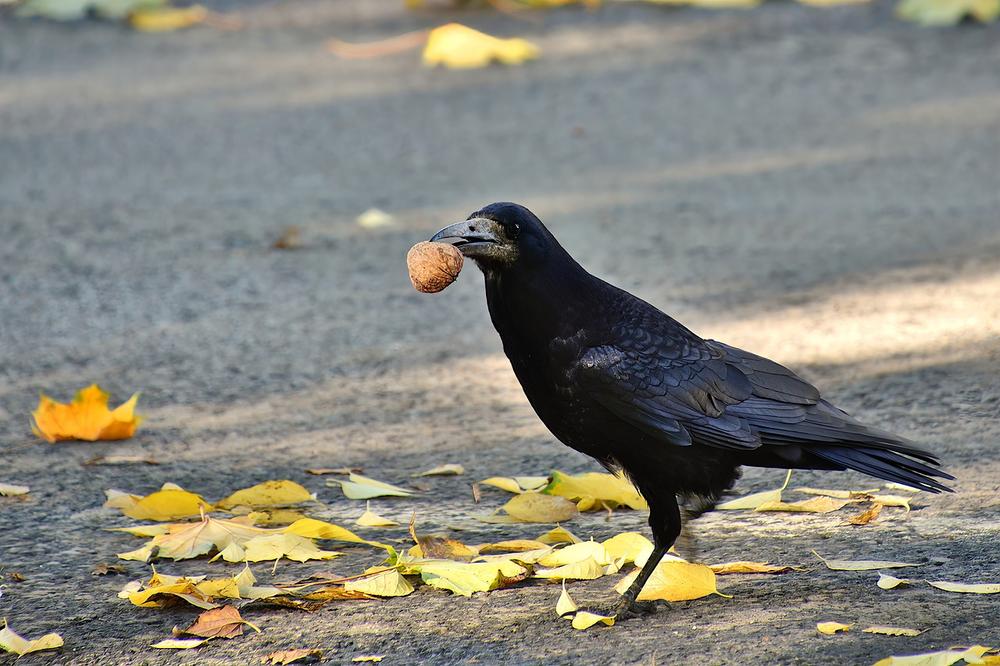 The Symbolic Significance of Ravens in Different Cultures