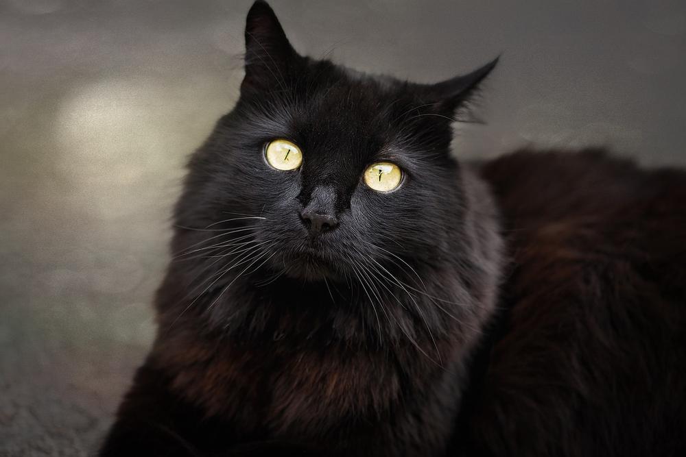 Spiritual Interpretations of Seeing a Black Cat
