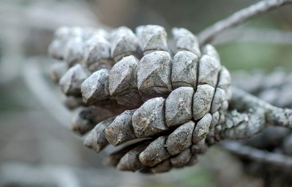 What Is the Spiritual Meaning of a Pine Cone
