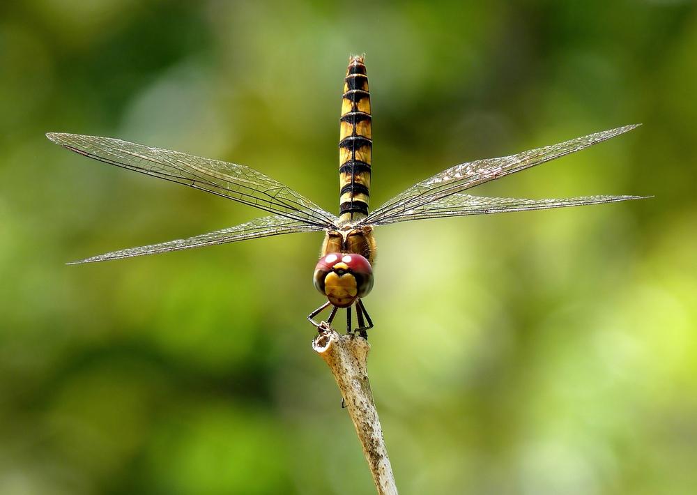 Fascinating Facts About the Spiritual Meanings of Dragonflies and Butterflies