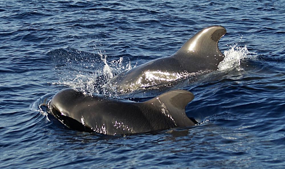 The Deep Connection Between Whales and Dolphins in Spirituality