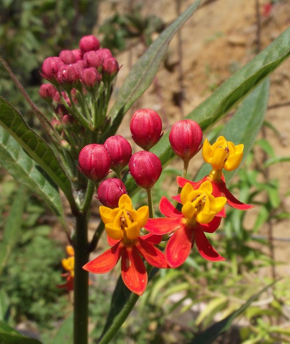 Five Facts About: Butterfly Weed's Spiritual Meaning