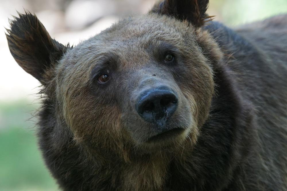 Bear Totem and Its Spiritual Significance