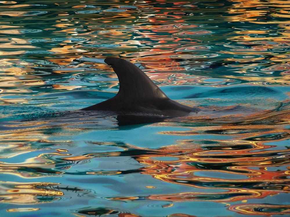 Harnessing Dolphin Energy for Spiritual Healing