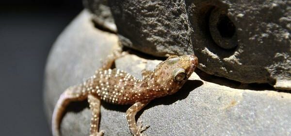 What Is the Spiritual Meaning of a Lizzard