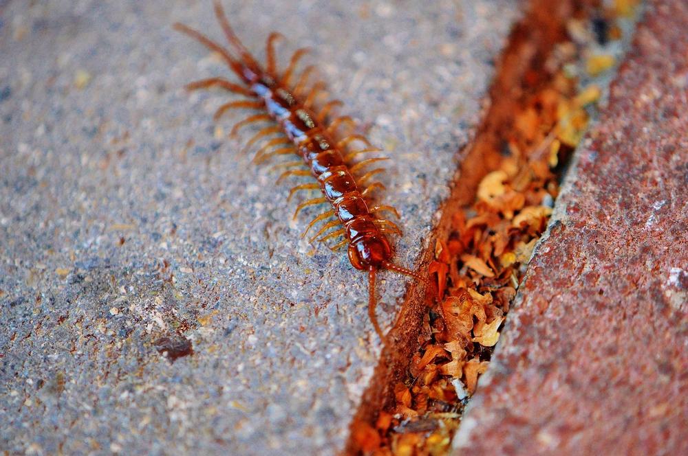 Centipede Native American Symbolism