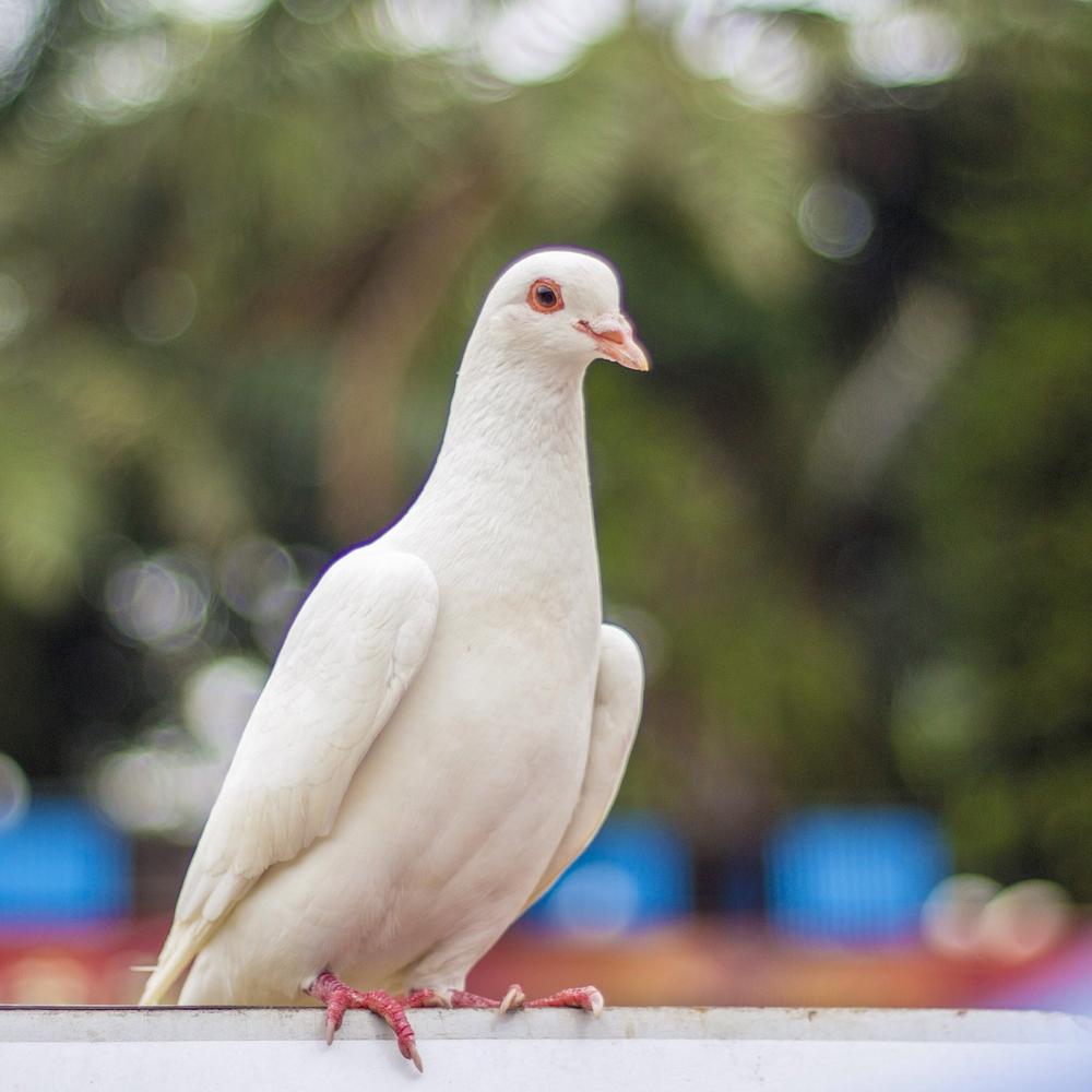 What Does a White Dove Symbolize?