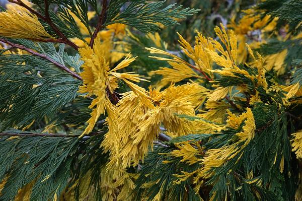 What Is the Spiritual Meaning of Cedar