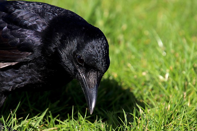 Is There a Spiritual Connection With Crows and Pregnancy