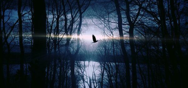 Spiritual Meaning of Seeing a Bird at Night