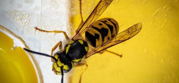 Yellow Jacket Bee Spiritual Meaning