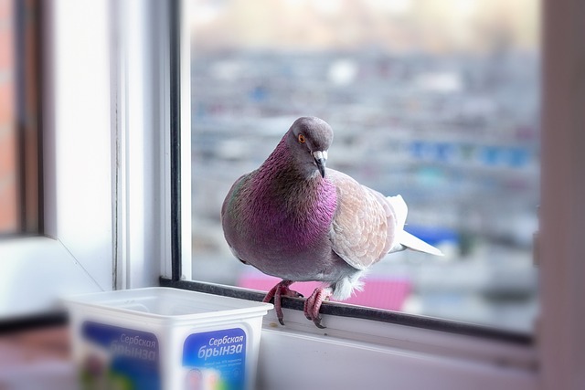 dove in window