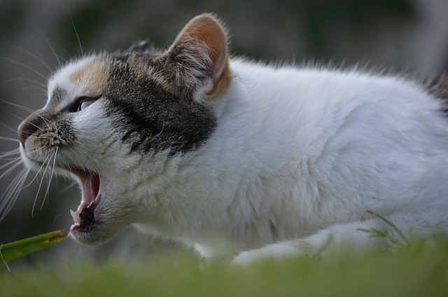 Cat Vomiting Spiritual Meaning