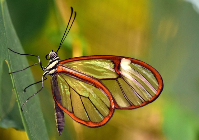 Glass Butterfly