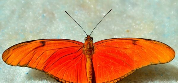Spiritual Meaning of an Orange Butterfly