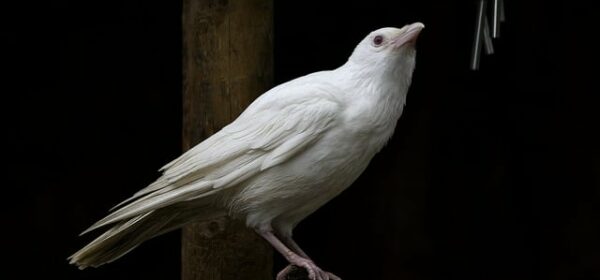 Spiritual Meaning of White Crow Feathers