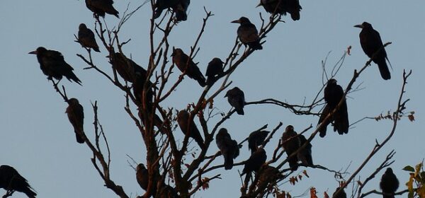 Spiritual Meaning of a Group of Crows Talking Out Loud