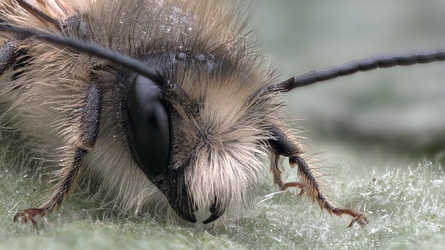 Tiger Bee Fly Spiritual Meaning Transformation