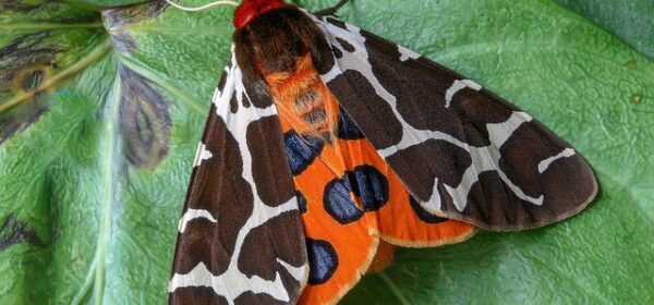 Tiger Moth Spiritual Meaning