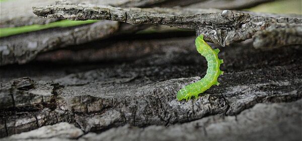 What Is the Spiritual Meaning of Cankerworm