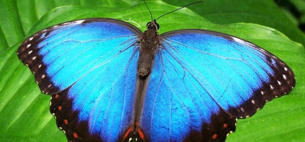 Blue Monarch Butterfly Spiritual Meaning