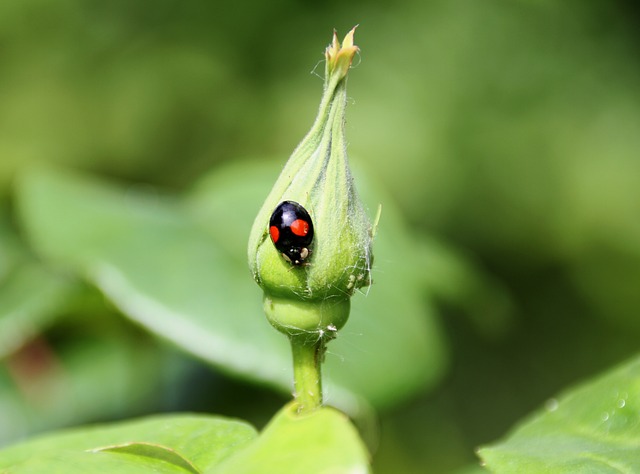 Twice-Stabbed Ladybug