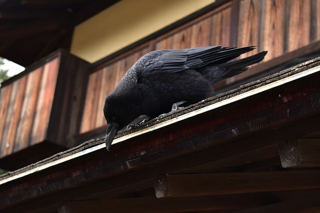 Spiritual Meaning of Crow Tapping on Your Window