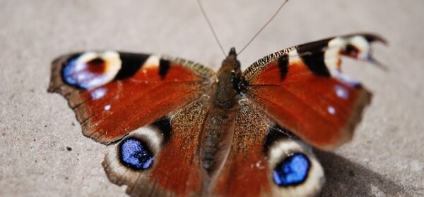 Butterfly With Broken Wing Spiritual Meaning Revealed