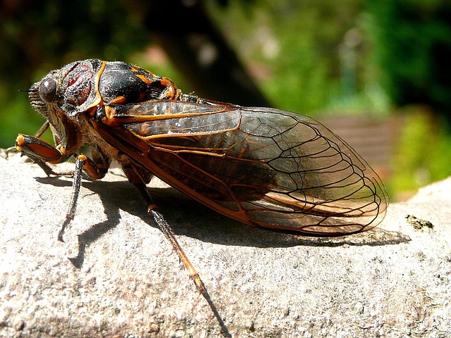 Cicada