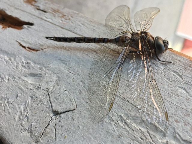 Dead Dragonfly