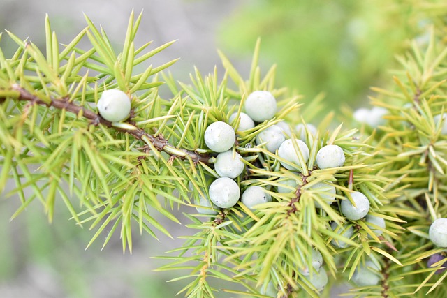 Juniper Tree