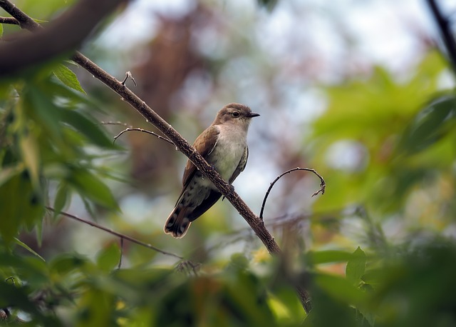 Brown Cuckoo Dove Spiritual Meaning