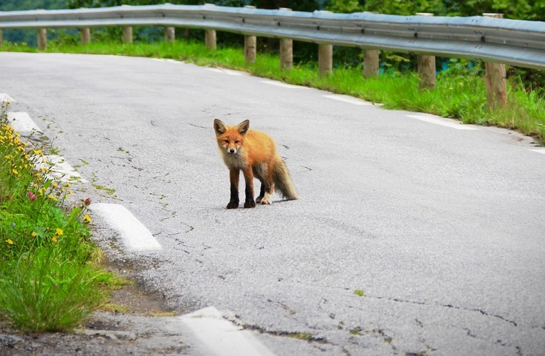Fox Crossing Your Path