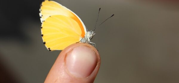 The Spiritual Meaning of a Yellow Butterfly Landing On You