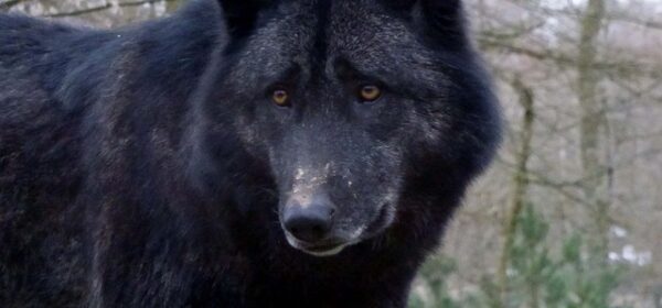Black Wolf Spiritual Meaning
