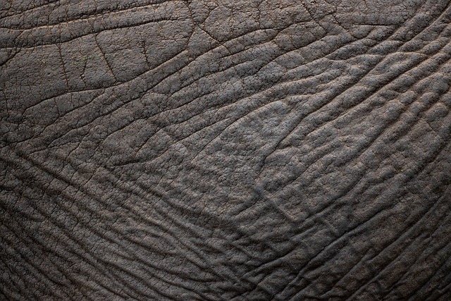 Elephant Skin Stone