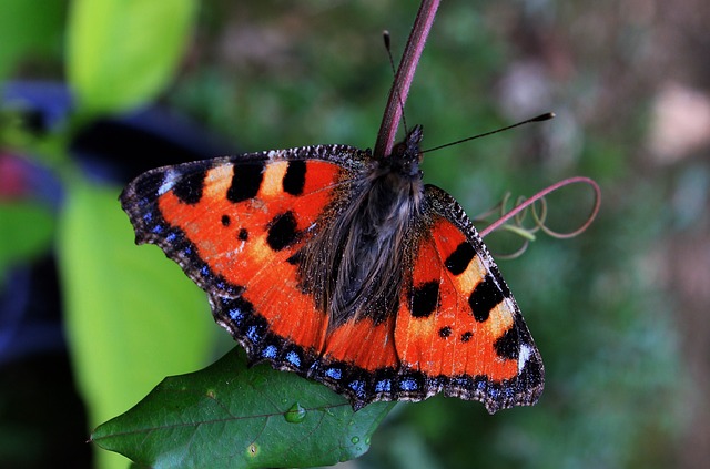 Red Butterfly