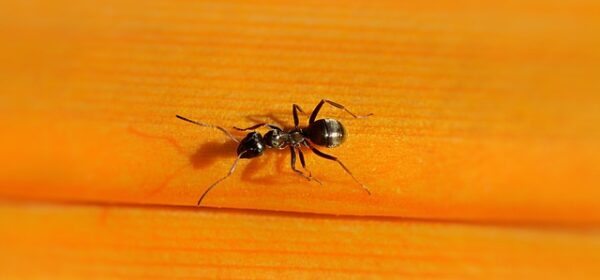 Spiritual Meaning of Ants in the House
