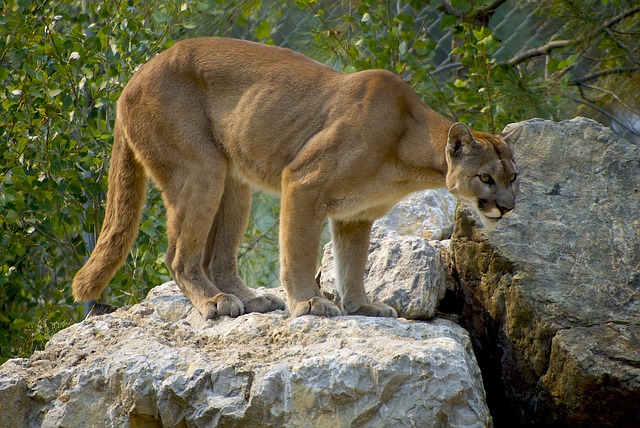 What Does it Mean to Dream of a Cougar