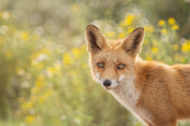 What Is the Spiritual Meaning of Seeing a Fox