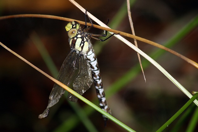 Spiritual Dragonfly